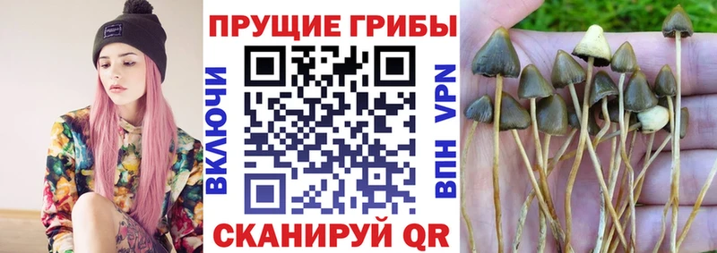 Купить  Кукмор  Галлюциногенные грибы MAGIC MUSHROOMS 